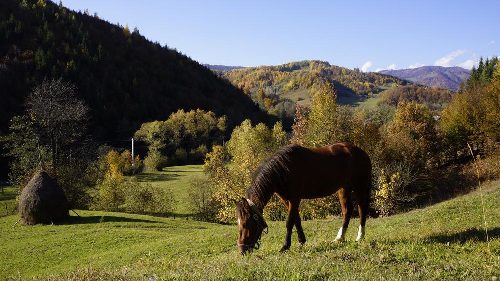 Woodenhouse Maramures Вишово-Вижнє Екстер'єр фото